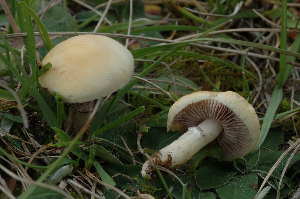 agaricus-arvensis-horse-mushroom